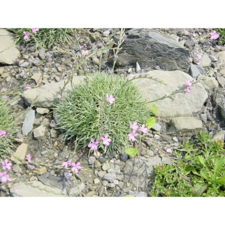 Acantholimon araxanum