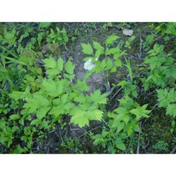 Actea spicata - samorostlík klasnatý