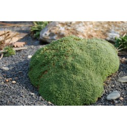 Arenaria lithops - psečnice