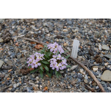 Erysimum amoenum - trýzel