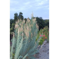 Myricaria germanica - židovník německý