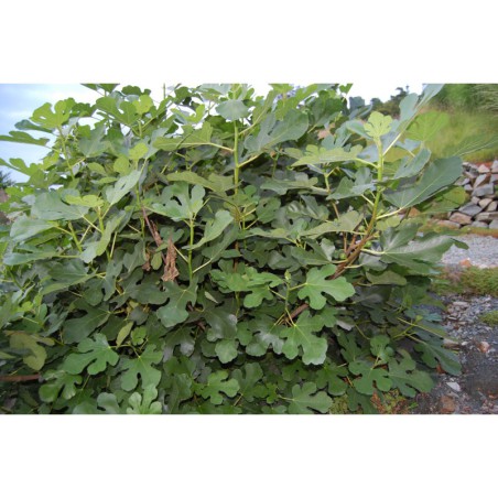 Ficus carica - fíkovník smokvoň