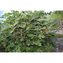 Ficus carica - fíkovník smokvoň