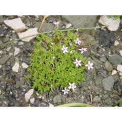 Arenaria purpurascens - písečnice