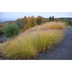 Penisetum compresum - dochan, vousatec