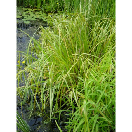 Carex pseudocyperus - ostřice