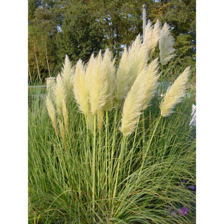 Cortaderia selloana - kortadérie, pampová tráva