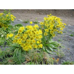 Senecio umbrosa - starček stinný