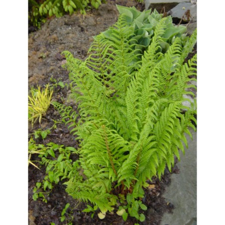 Athyrium filix-femina - papratka samičí