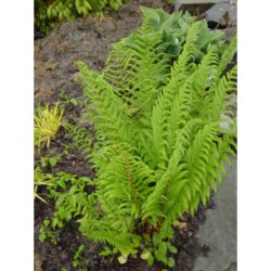 Athyrium filix-femina - papratka samičí