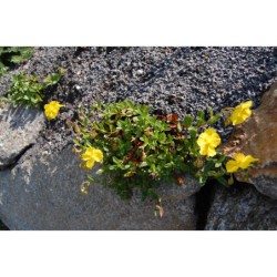 Helianthemum alpinum - devaterník