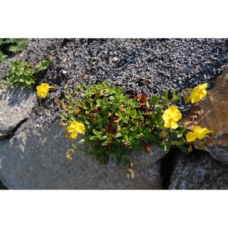 Helianthemum alpinum - devaterník