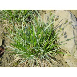 Sesleria coerulea - pěchava