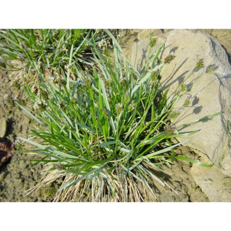 Sesleria coerulea - pěchava