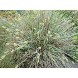 Sesleria nitida - pěchava