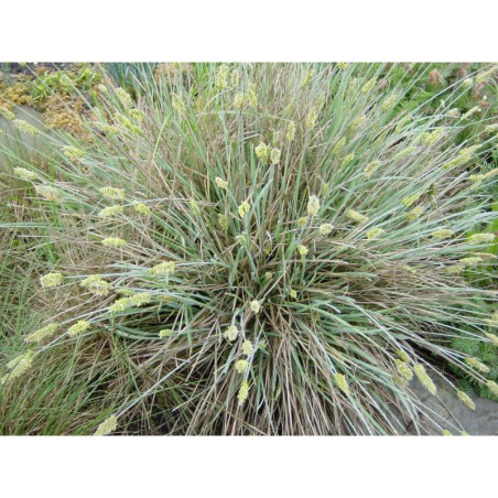 Sesleria nitida - pěchava