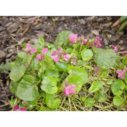 Viola odorata Rubra - violka vonná