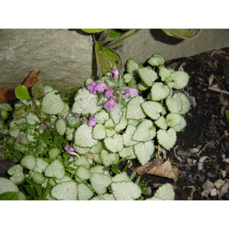 Lamium maculatum Silbergroschen - hluchavka