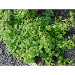 Melisa officinalis - meduňka lékařská