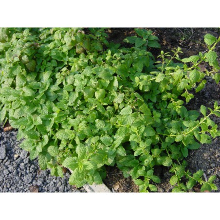 Melisa officinalis - meduňka lékařská