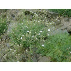 Arenaria hirta - písečnice