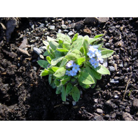 Myosotis alpestris - pomněnka alpská