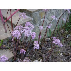 Peltiphyllum peltatum