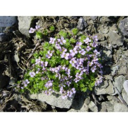 Petrocallis pyrenaica - krasoskalník