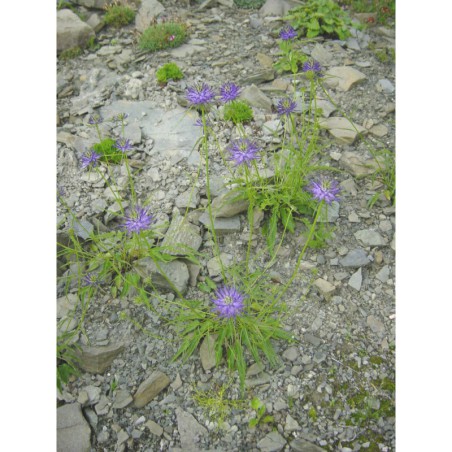 Phyteuma scheuchzerii - zvonečník