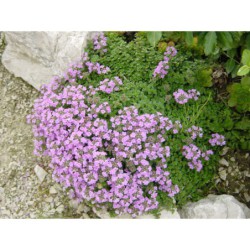 Thymus hirsutus - mateřídouška