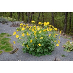 Doronicum orientale - kamzičník východní