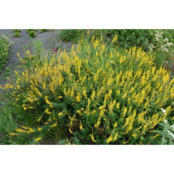 Cytisus nigricans - čilimníkovec černající