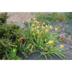 Iris variegatus - kosatec zvrhlý