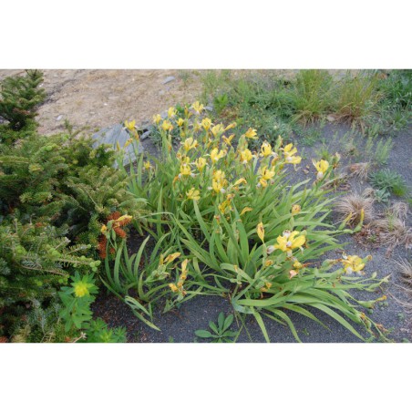 Iris variegatus - kosatec zvrhlý