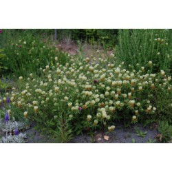 Trifolium panonicum - jetel panonský