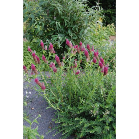 Trifolium rubens - jetel načervenalý