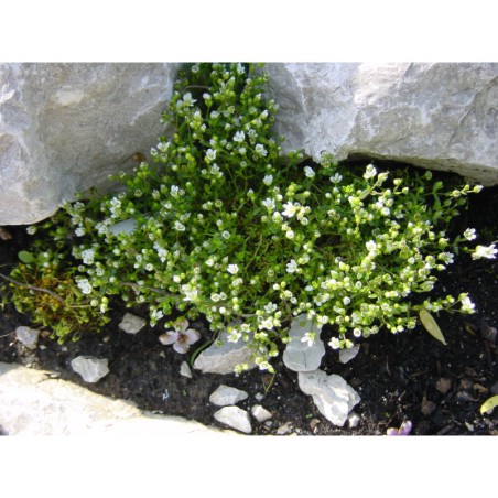 Arenaria balearica - písečnice