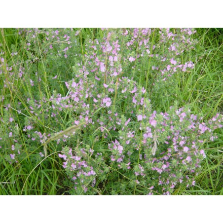 Ononis arvensis - jehlice