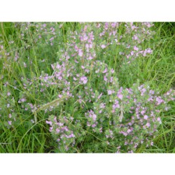 Ononis arvensis - jehlice