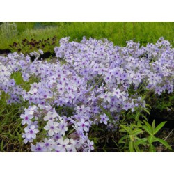 Phlox procumbens - plamenka modrá