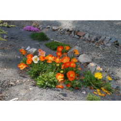 Papaver nudicaule - mák, oregonská duha