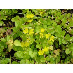 Lysimachia nummularia - vrbina penízkovitá