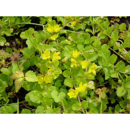 Lysimachia nummularia - vrbina penízkovitá