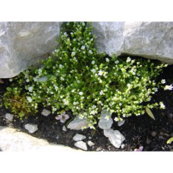 Arenaria balearica - písečnice