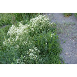 Asperula glauca - mařinka sivá