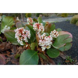 Bergenia - badan, bílá