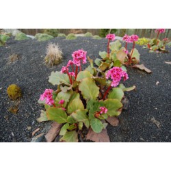 Bergenia - badan, růžová