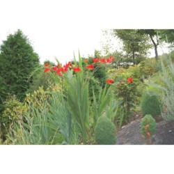 Crocosmia Lucifer - montrbécie