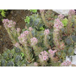 Sempervivum - netřesk