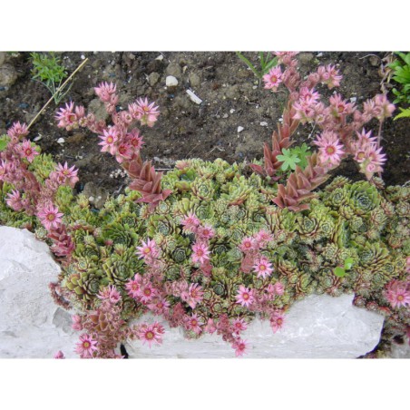 Sempervivum - netřesk